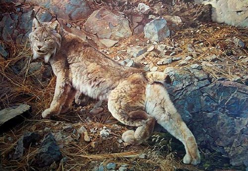 (image for) Handmade Oil painting for home canvas, oil painting framed canvas for living room Carl Brenders Paintings Rocky Camp-Cougar Famil